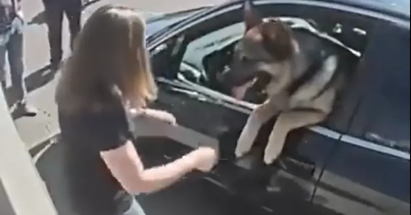 I broke a stranger’s car window to rescue a dog — and then things took a wild turn –